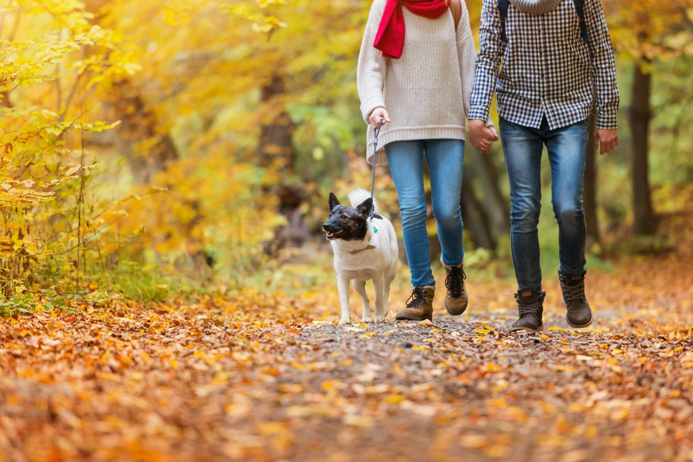 Happy couple walking dog through north Carolina woods near chapel hill north apartments