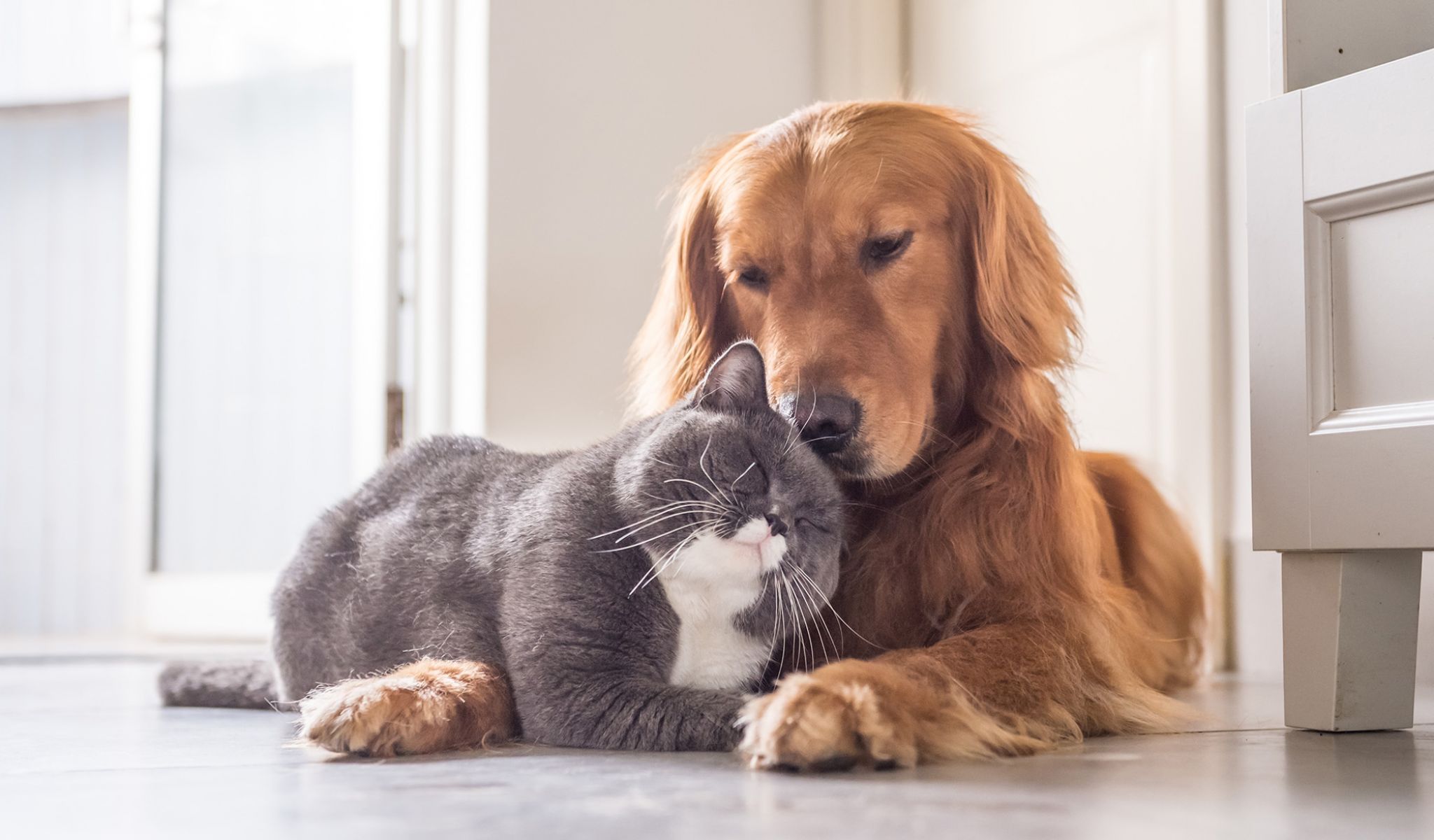 Chapel Hill North pet friendly apartments dog and cat sitting on the floor cuddling
